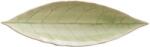 COSTA NOVA Laurel Leaf Riviera 17, 8 cm, Vert Frais Green