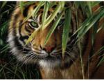 MAMMUT Tigris, Haladó festés számok után (108007)
