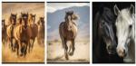 STREET Füzet A/4 kockás STREET 54 lapos Horses 1db, minta nem választható (67582)