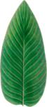 COSTA NOVA Strelizia Leaf Riviera 39, 8 x 17, 2 cm, verde deschis