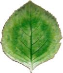 COSTA NOVA Hydrangea Leaf Riviera 21, 8 x 19, 1 cm, verde deschis