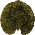 COSTA NOVA Alchemille Leaf Riviera 17, 6 cm, verde închis