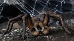 Schleich Harry Potter Aragog 13987 Figurina