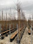  PRUNUS AVIUM SWEET HEART (R) CLT. 6 HALF STANDARD vadcseresznye