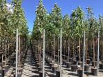 Acer SACCHARINUM CLT. 18 STANDARD ezüst juhar