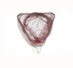 Hakuyo MINCIOG PLIABIL 50x60 cm(MARO) (13651)