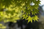 Acer (VERDE) PALMATUM EMERALD LACE CLT. 15 FEATHERED japán juhar