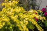 Acer PALMATUM SUMMERGOLD CLT. 20 HALF STANDARD japán juhar