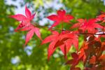 Acer (ROSSI) PALM. DISS. ORNATUM LV 12 MINI STANDARD japán juhar