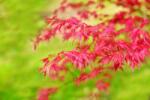 Acer PALMATUM RED WINE CLT. 25 japán juhar