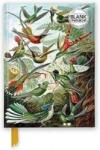 Flame Tree Notatnik A5 gładki TW Kolibry Ernst Haeckel