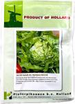 Holland Farming Seminte salata de capatana Hilde 10 gr, Holland