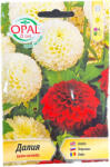 Opal Zi Seminte flori Dalie, OpalZi Bulgaria