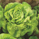Loredo Seminte salata Eliana 5 gr