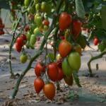 Fito Seminte tomate Prunisoara Byelsa F1 250 seminte