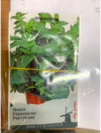Loredo Seminte menta