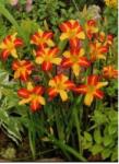  Sásliliom - Hemerocallis 'Frans Hals