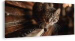 Dovido Tablou pisică curioasă pe pian - 60x30