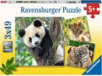 Ravensburger - Puzzle 3x49 Panda, tiger and lion - 40 - 99 piese