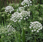 Sun-Life Sium latifolium - Széleslevelű Békakorsó (50) (TN00050)