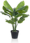 TOTOX Plantă decorativă Calathea, 70cm