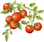 Panyolium Aszalt paradicsom 1000g