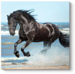 TopMebel " Black Horse" TopMebel картина на платно с дигитален печат 60x60x3cm