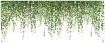 Luxer Flowing Ivy Leaves dekoratív matrica, csüngő borostyán minta, 70x30 cm (IBS0134)