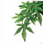 Hagen Műnövény terráriumba Abutilon, L méret (015561230520)