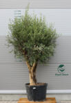  Olajfa Ft203- Olea Europaea