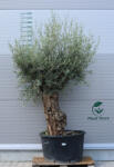  Olajfa Bonsai Hojiblanca B604- Olea Europaea