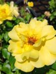 Pom Fruct Trandafir Golden Shower (urcator), ghiveci 2 L, H 40-60 cm (TRA)
