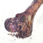 Petmex Ham bone - dog chew - 1 pc(s)