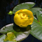 Sun-Life Nuphar lutea / Vízitök (200) (TN00200)