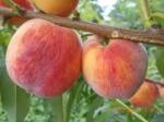 Pom Fruct Piersic Springcrest, ghiveci 5 L, H 110 - 130 cm