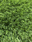 SRILANKA Gazon Artificial Sri Lanka, Inaltime Fir 30 mm, Latime 4m, Marime 400 x 1900 cm, Verde, Antialergic, Polipropilena, Curte, Terasa, Balcon, Piscina, Loc de Joaca, Gradinita, Cresa