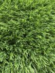 SRILANKA Gazon Artificial Sri Lanka, Inaltime Fir 30 mm, Latime 4m, Marime 400 x 700 cm, Verde, Antialergic, Polipropilena, Curte, Terasa, Balcon, Piscina, Loc de Joaca, Gradinita, Cresa
