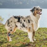  Balto - dispozitiv de corecție a pașilor pentru câini (suport pentru