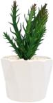  Planta Suculenta In Ghiveci, Verde, Plastic, 18Cm - Mov, Plastic, 18cm (2107)