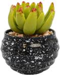  Vas Rotund Cu Planta Suculenta, Verde, Plastic, 8Cm - Verde, Plastic, 8cm (2104)