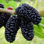 Pom Fruct Dud negru, ghiveci 5 L, H 120-150 cm (PF4)
