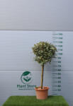 Plantstore Széles Levelű Ezüstfa Magastörzsű 1/4-elaeagnus Ebbingei Viveleg