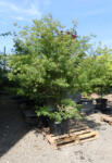 Plantstore Japán Juhar Seyriu 150l - Acer Palmatum Seyriu