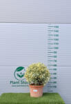 Plantstore Tarka Japán Kecskerágó Gömb 18l- Euonymus Japonicus Bravo