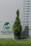 Plantstore Magyal Tölcsér 80/100 Cm- Ilex Crenata Glory Gem