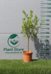 Plantstore Kalamondin Lakeland Magastörzsű- Citrus X Citrofortunella