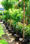 Plantstore Bugás Hortenzia Magastörzsű 1/2- Hydrangea Paniculata