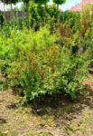Plantstore Kínai Selyemmirtusz 3l- Lagerstroemia Indica In Vareta