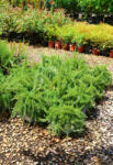 Plantstore Kúszó Rozmaring 3l- Rosmarinus Officinalis Prostratus