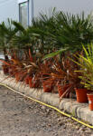 Plantstore újzélandi Liliom, Vászonfű Sundowner- Phormium Tenax